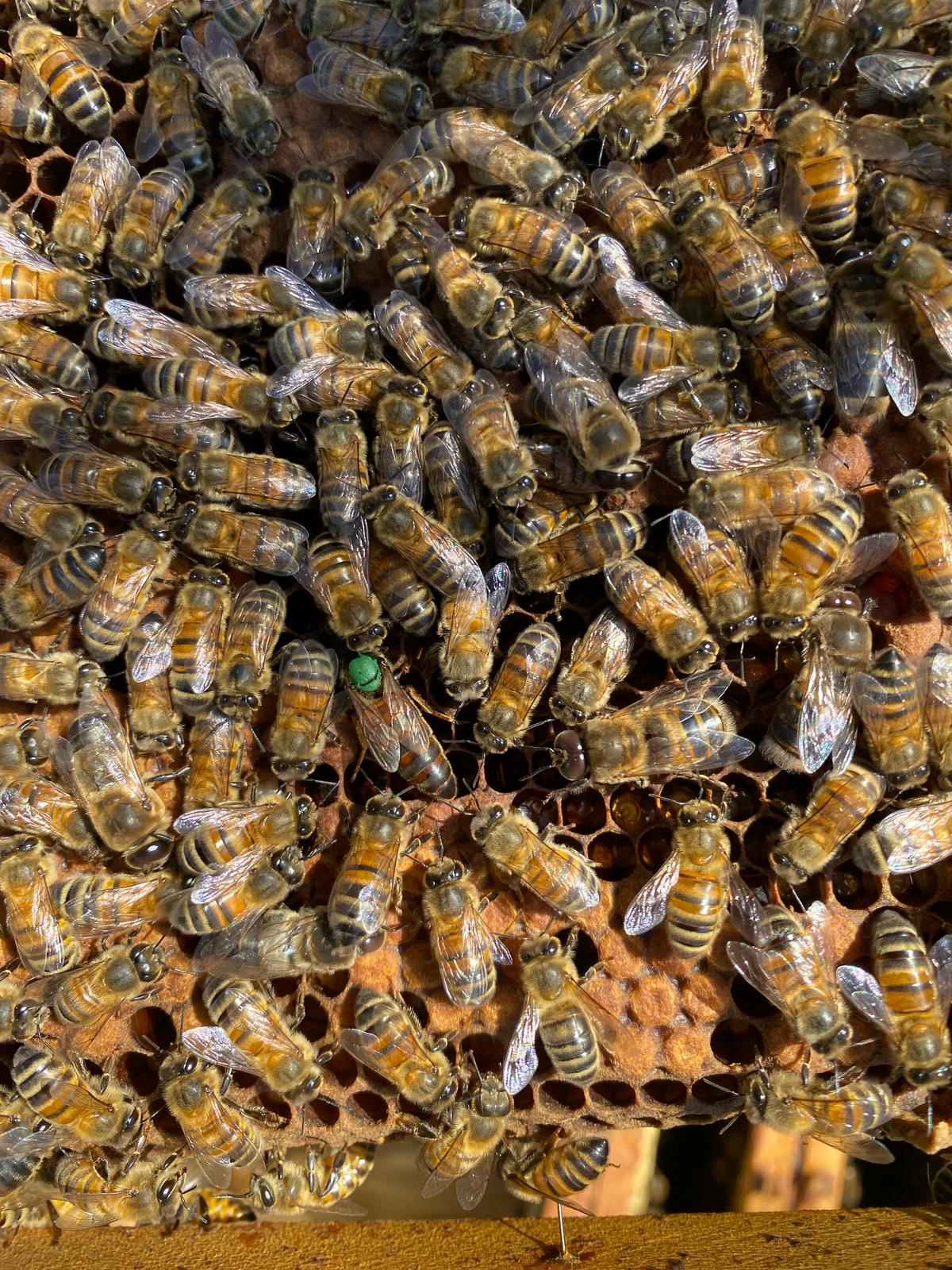 Abeilles issues des ruches installées sur notre site des Ponts-de-Cé